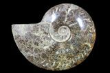 Polished Ammonite Fossil - Madagascar #173174-1